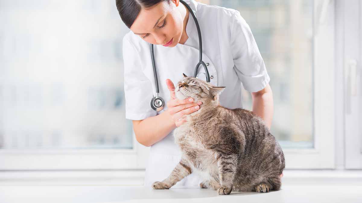 Kedi ve Köpeklerde Ürolitiyazis (İdrar Yolları Taşları)