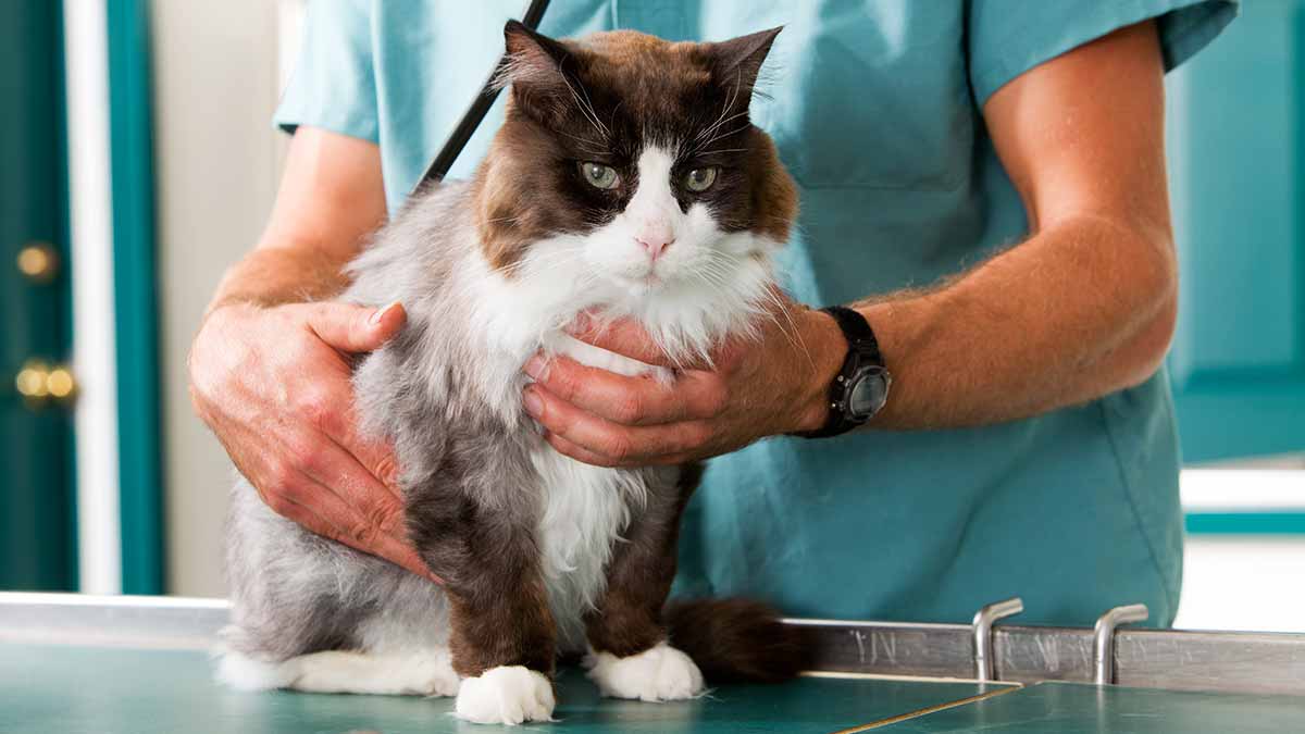 Renal Failure in Cats and Dogs