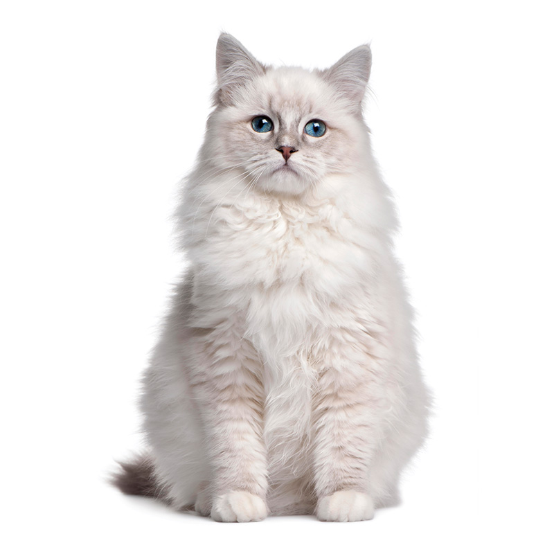 Kısırlaştırılmış Kedi